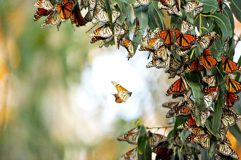 Monarchs-494x329