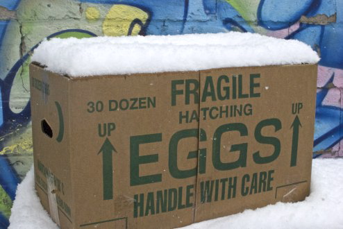 fragile eggs